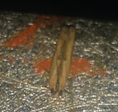 Lepidoptera