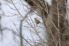 Zonotrichia leucophrys