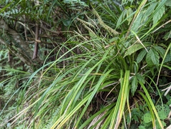 Carex dolichostachya