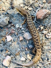 Gerrhonotus liocephalus