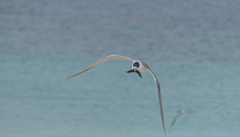 Exocoetidae