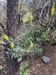 Stanleya pinnata