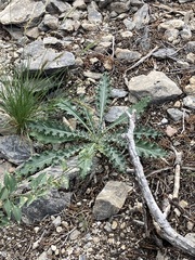 Cirsium neomexicanum