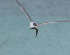 Exocoetidae