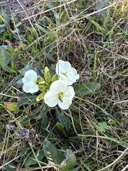 Erysimum franciscanum