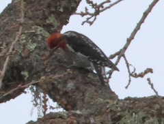 Sphyrapicus ruber