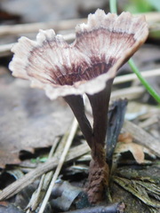 Thelephora caryophyllea