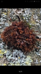 Vinealobryum vineale