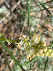 Toxicoscordion paniculatum