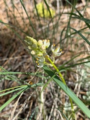 Toxicoscordion paniculatum