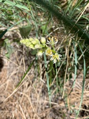 Toxicoscordion paniculatum