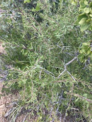 Prunus fasciculata