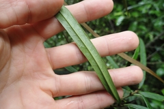 Nestegis cunninghamii