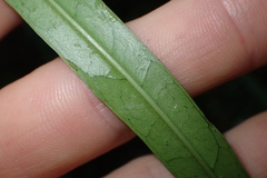 Nestegis cunninghamii