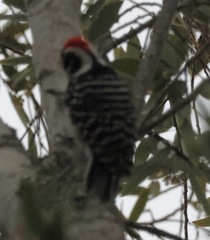 Dryobates nuttallii