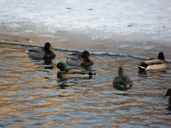 Anas platyrhynchos
