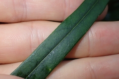 Nestegis cunninghamii