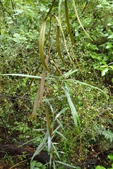 Nestegis cunninghamii