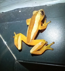 Afrixalus fornasini