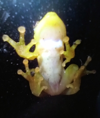 Afrixalus fornasini