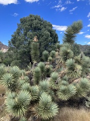 Yucca brevifolia