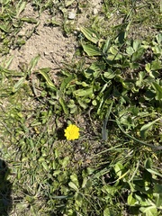 Ranunculus californicus
