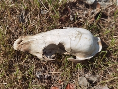 Nyctereutes procyonoides