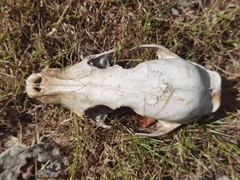 Nyctereutes procyonoides