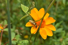 Chauliognathus hieroglyphicus