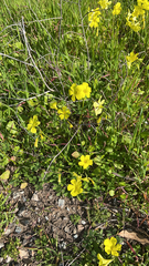 Oxalis pes-caprae