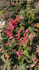 Erica abietina