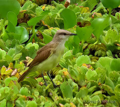 Machetornis rixosa