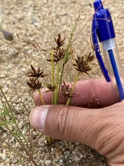 Cyperus squarrosus
