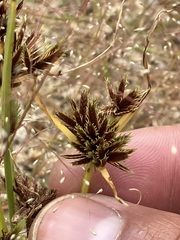 Cyperus squarrosus