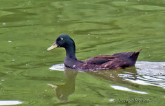 Anas platyrhynchos domesticus