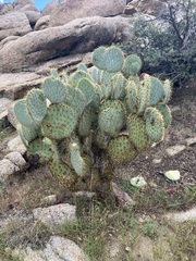Opuntia chlorotica
