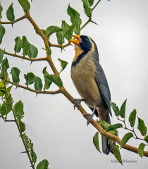 Saltator aurantiirostris