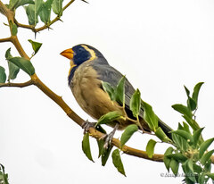 Saltator aurantiirostris