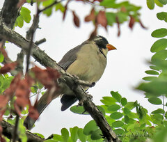 Saltator aurantiirostris