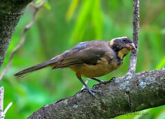 Saltator aurantiirostris