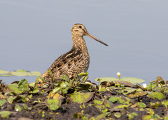 Gallinago hardwickii