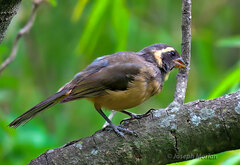 Saltator aurantiirostris