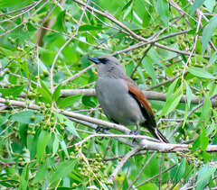 Agelaioides badius