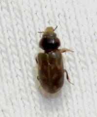 Heterocerus fenestratus