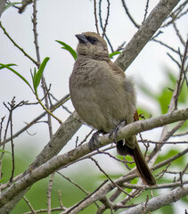 Agelaioides badius