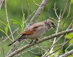 Agelaioides badius