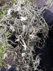 Usnea intermedia