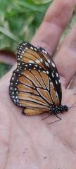 Danaus eresimus