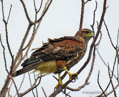 Parabuteo unicinctus