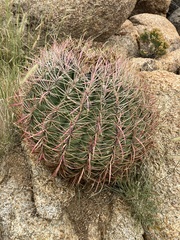 Ferocactus cylindraceus